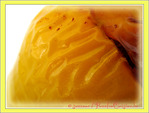Poivrons Farcis V�g�tariens -- 24/05/11