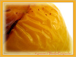 Poivrons Farcis � la Viande -- 26/05/11